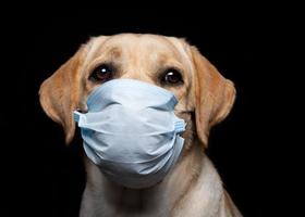 Nahaufnahme eines Labrador-Retriever-Hundes in einer medizinischen Gesichtsmaske. foto