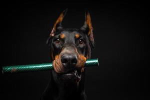 Porträt eines Dobermann-Hundes mit einem Spielzeug im Maul, aufgenommen auf einem isolierten schwarzen Hintergrund. foto
