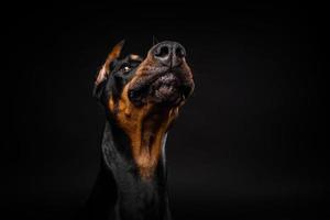 Porträt eines Dobermann-Hundes auf einem isolierten schwarzen Hintergrund. foto