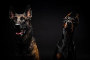 Porträt eines belgischen Schäferhundes und eines Dobermanns auf einem isolierten schwarzen Hintergrund. foto