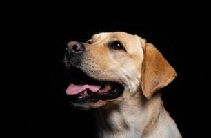 Porträt eines Labrador-Retriever-Hundes auf einem isolierten schwarzen Hintergrund. foto