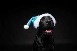 Porträt eines Labrador-Retriever-Hundes in einer Weihnachtsmütze, isoliert auf schwarzem Hintergrund. foto