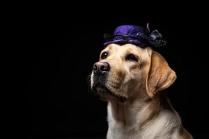 Nahaufnahme eines Labrador-Retriever-Hundes in einem Kopfschmuck. foto