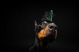 Porträt eines Dobermann-Hundes in einem Kopfschmuck. Karneval oder Halloween. foto