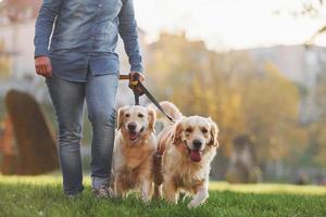 Frau geht mit zwei Golden Retriever-Hunden im Park spazieren foto