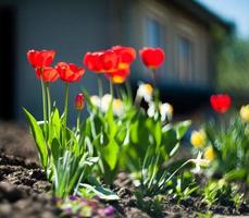 schöne rote Tulpen foto