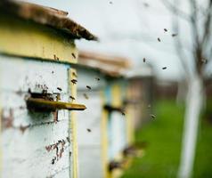 Bienen fliegen um den Bienenstock herum foto