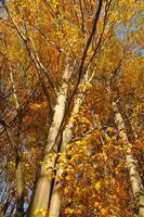 Gelber Herbstwald foto