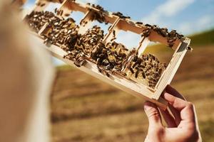 Nahaufnahme. Imker arbeitet an sonnigen Tagen mit Waben voller Bienen im Freien foto