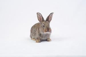 Kaninchen, das eine Karotte isst foto