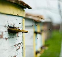 Bienen fliegen um den Bienenstock herum foto