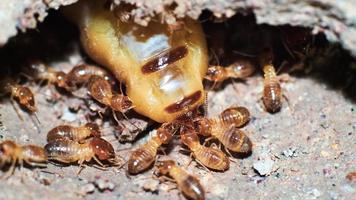 Makroaufnahme. Königin der Termiten und Termiten, die in einem Nest aus Erde arbeiten. kleines tierweltkonzept foto