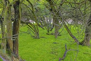 Bild von dichtem Wald mit hellgrün bewachsenem Boden tagsüber foto