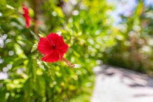 romantische bunte schöne hibiskusblüte in der natur, blumenblatt und hibiskusblüte im garten. exotischer tropischer inselnaturgarten, blühende hibiskusblüte in verschwommener grüner landschaft foto