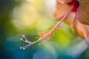 Nahaufnahme Hibiskusblüte in soft focus.orange Hibiskusblüte, auch bekannt als Jane Cowl Tropical Hibiscus, Königin der Tropen. Hibiskusblüte auf natürlichem Bokeh-Hintergrund foto