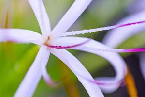 farbenfrohes exotisches Blumenmakro. Natur Nahaufnahme von Wassertröpfchen und Blütenblättern, schöner tropischer Garten oder Parkhintergrundkonzept. hell blühende blumennahaufnahme. künstlerische Natur foto