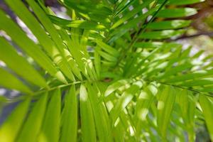 abstrakte Textur von Palmblättern. weiches sonnenlicht, frische grüne blätter, tropisches naturmuster foto