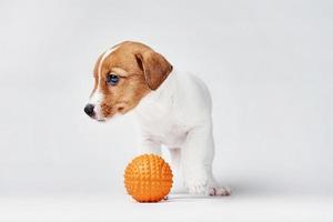 Jack Russel Terrier Hund mit kleinen orangefarbenen Spielzeugball auf dem weißen Hintergrund foto