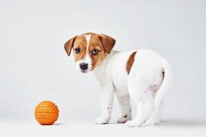 Jack Russel Terrier Hund mit kleinen orangefarbenen Spielzeugball auf dem weißen Hintergrund foto