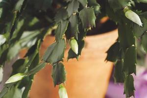 Urlaubskaktus mit neuen Blütenknospen, Schlumbergera-Pflanze, die in der Wintersaison blüht foto
