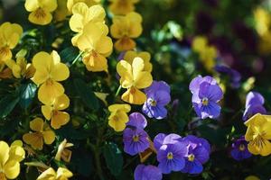 Gelbe und violette Stiefmütterchen blühen im Sommer foto