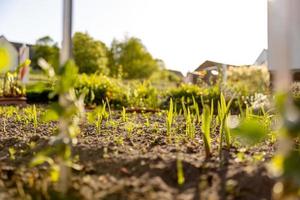 Setzlinge wachsen aus fruchtbarem Boden im Bauerngarten, die Morgensonne scheint. Ökologie und ökologisches Gleichgewicht, Landwirtschaft und Pflanzen. landwirtschaftliche Szene mit Sprossen in der Erde, Nahaufnahme. Weicher Fokus. foto