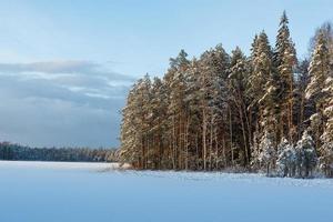 verschneiter Wintertag im Sumpf foto