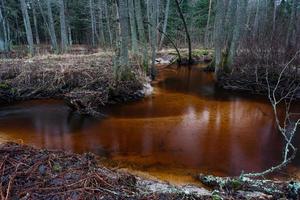 kleiner Waldfluss foto