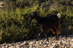 Weiden im Freien auf den griechischen Inseln foto