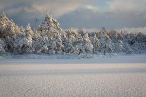 verschneiter Wintertag im Sumpf foto