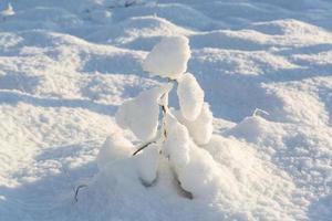 verschneiter Wintertag im Sumpf foto