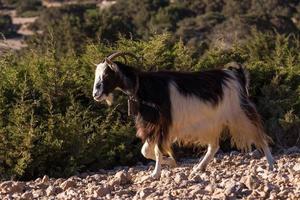 Weiden im Freien auf den griechischen Inseln foto