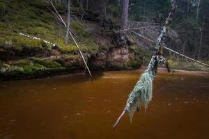 kleiner Waldfluss im frühen Frühling foto