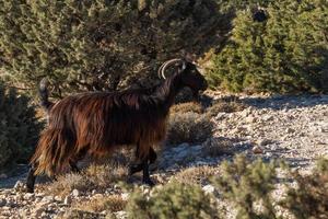 Weiden im Freien auf den griechischen Inseln foto