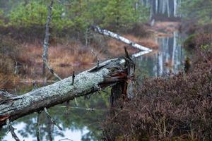 Herbsttag am Sumpfsee foto