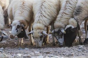 Weiden im Freien auf den griechischen Inseln foto