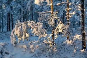 verschneiter Wintertag im Sumpf foto