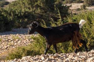 Weiden im Freien auf den griechischen Inseln foto