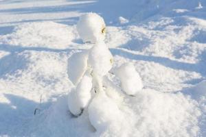 verschneiter Wintertag im Sumpf foto