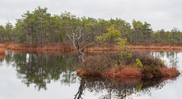 Herbsttag am Sumpfsee foto