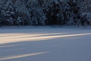 verschneiter Wintertag im Sumpf foto