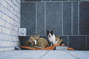 3 Katzen auf der Insel Yeongjong, Incheon, Korea foto