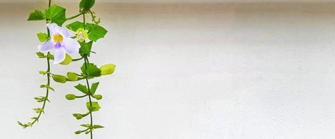 Grüne Rebe, kriechende Pflanze mit Purpe-Blume auf weißem Wandhintergrund mit Kopierraum rechts. Blätter und violette Flora auf Tapeten. Struktur und Schönheit im Naturkonzept. foto