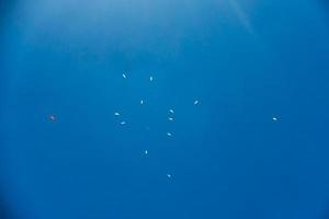 Gleitschirme starten am Mount Tambourine Qld foto