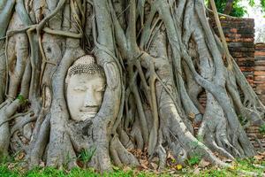 Buddha-Kopf-Statue mit gefangen in Bodhi-Baum-Wurzeln im Wat Mahathat foto