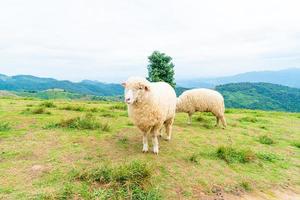 weiße schafe auf berghügel foto