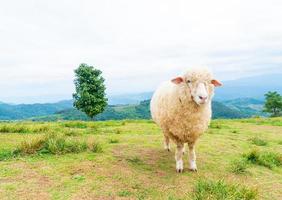 weiße schafe auf berghügel foto