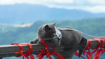 eine süße katze, die sich im hof ausruht foto