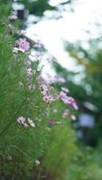 die schönen rosa blumen, die im sommer im garten blühen foto