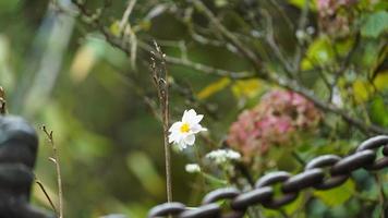 die schönen rosa blumen, die im sommer im garten blühen foto